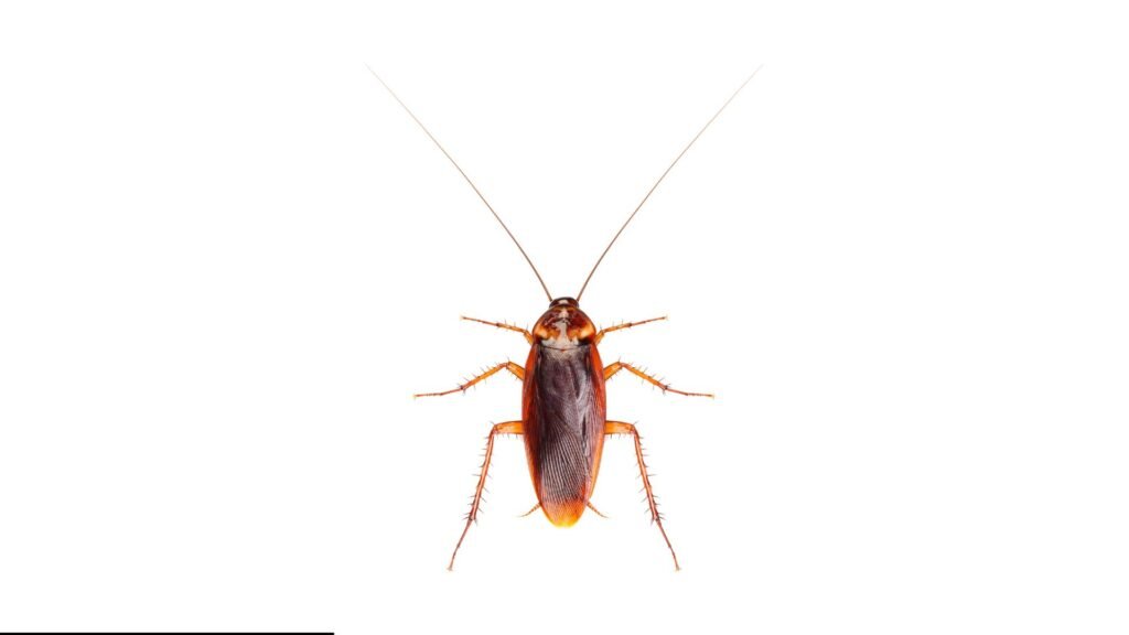 Cockroach Exterminator In Wayne NJ