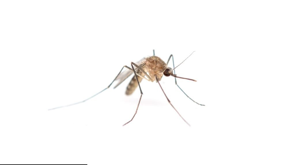 Mosquito Exterminator In Wayne NJ