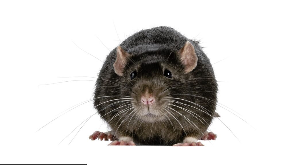 Rodent Exterminator In Wayne NJ