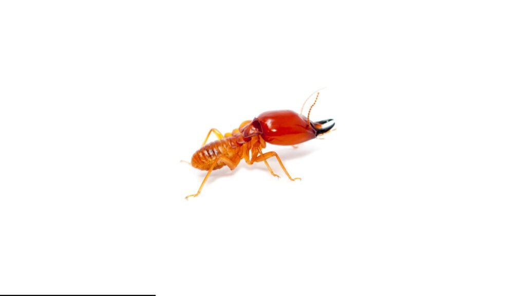 Termite Exterminator In Wayne NJ