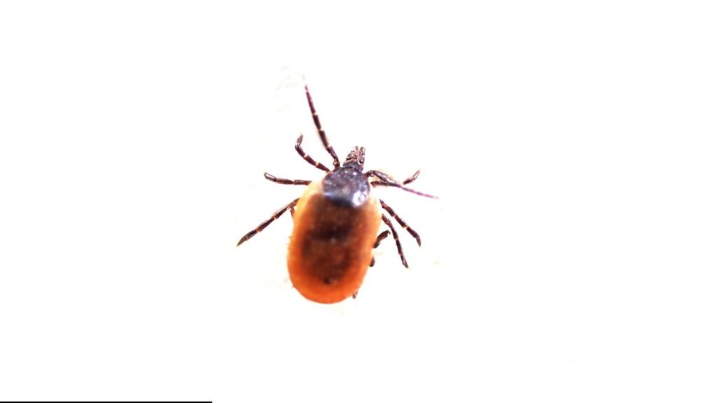 Tick Exterminator In Wayne NJ